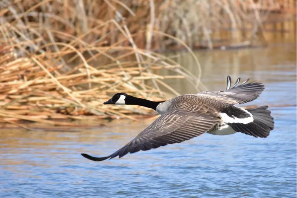 Photo: Canada geese are an invasive species in Europe. TOM KOERNER/USFWS CC BY 2.0 HTTPS://FLIC.KR/P/HRBQXQ