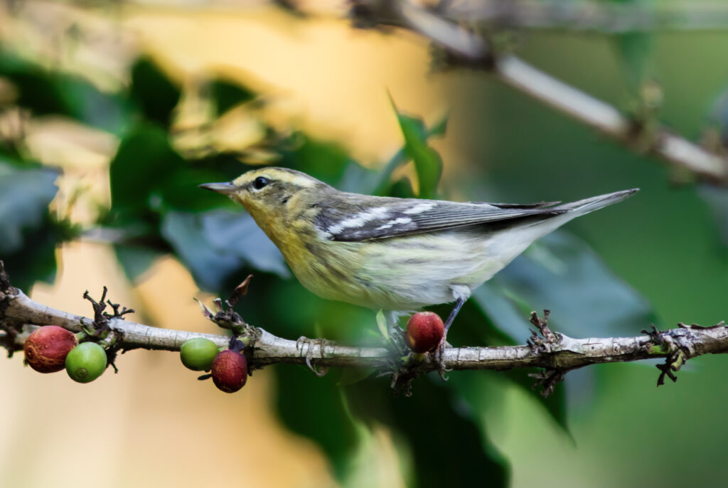 A blackburnian warbler perches on a coffee bush in a shade-coffee farm in Colombia. Photo by Guillermo Santos.