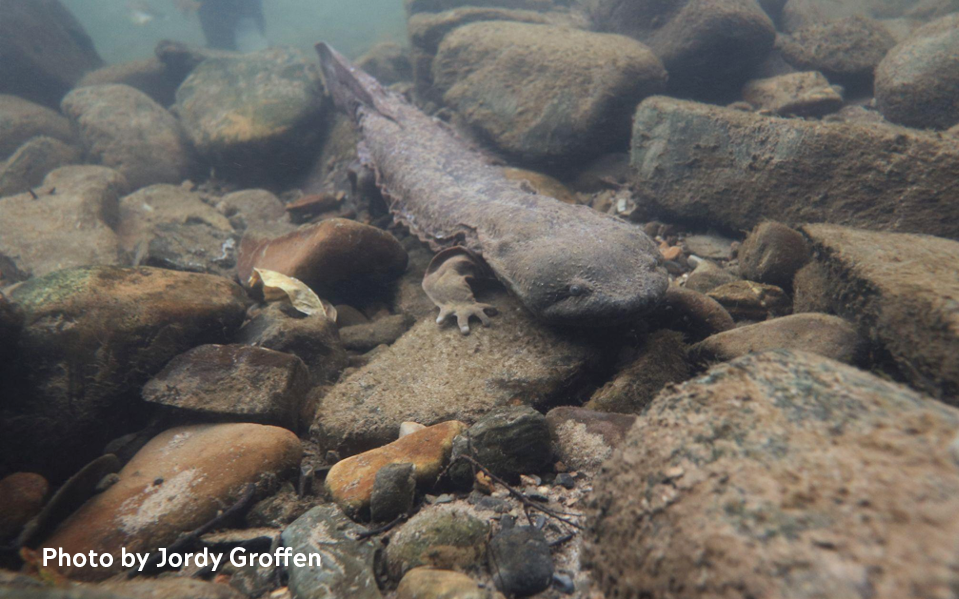 Picture of Hellbender crawling on rocks