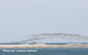 Picture of couple on the beach with shorebirds flying over their heads.